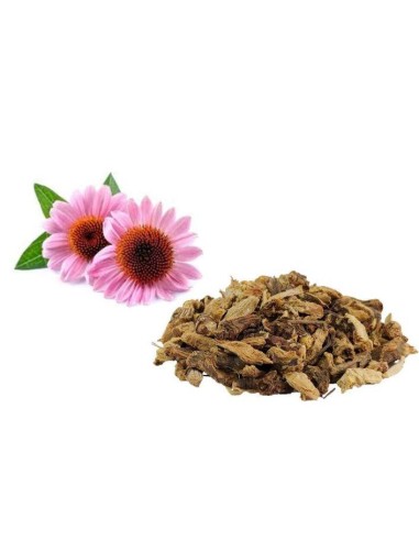 ECHINACEA TT RX 100G