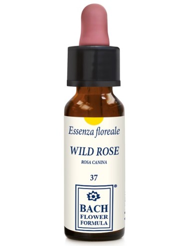 WILD ROSE ORIGINAL 10ML GTT